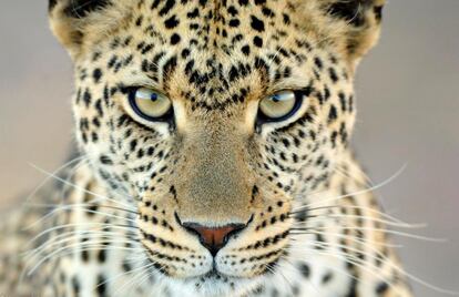 El fotógrafo holandés Martin Van Lokven estuvo durante tres semanas en el Parque Nacional del Serengueti, Tanzania, y captó este maravilloso primer plano de un leopardo.