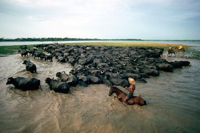 Unos vaqueros acarrean ganado en el delta del río Amazonas