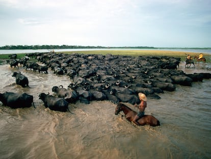 Unos vaqueros acarrean ganado en el delta del río Amazonas.