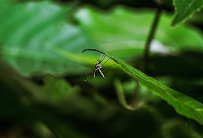 A few thousand years ago, 'Aedes aegypti' mosquitoes lived in the rainforest and bit reptiles and small mammals. Today, they live alongside humans and prey on them.