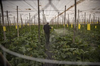 Un trabajador fumiga en el interior de un invernadero en Las Norias, El Ejido.