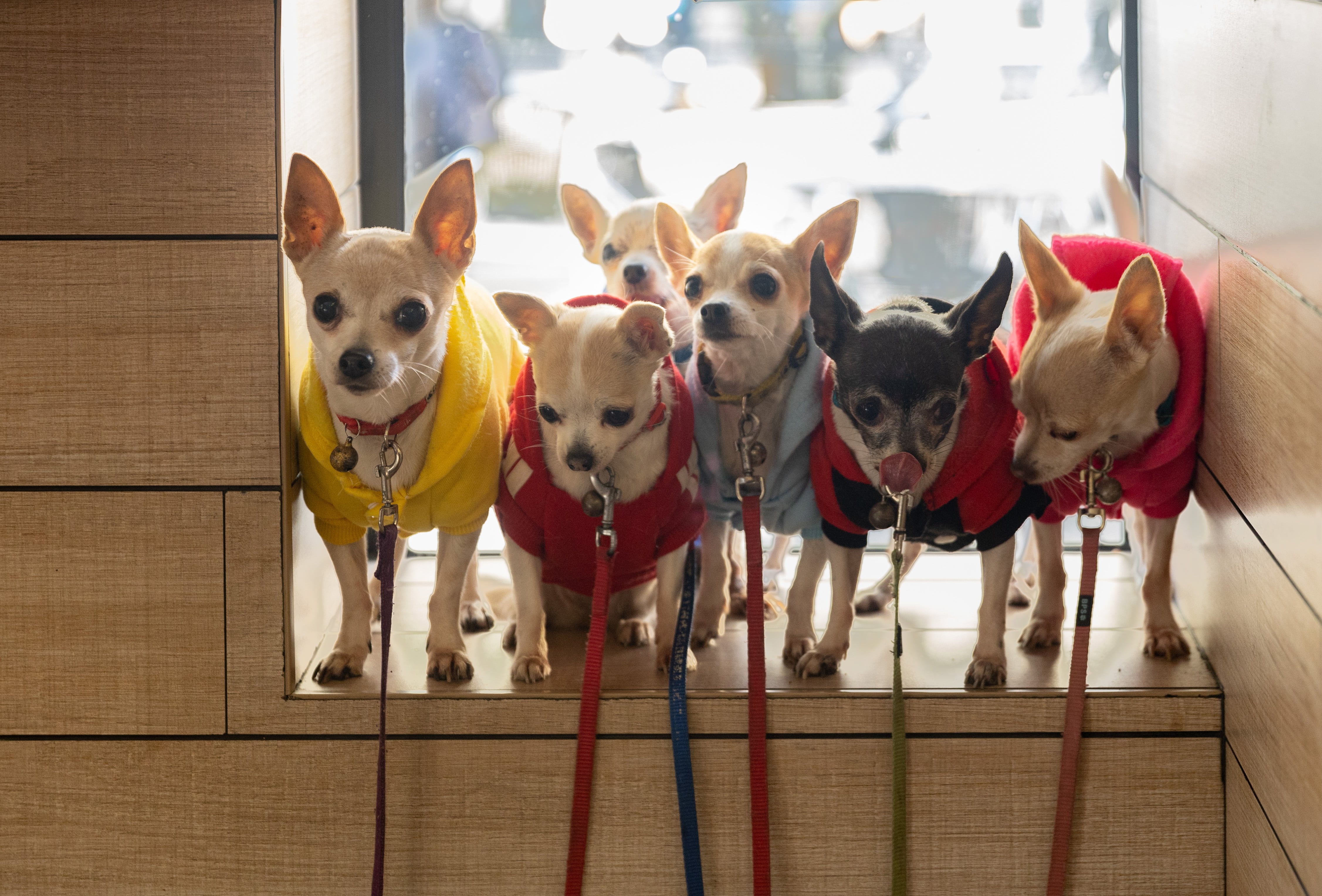 Entra en vigor la prohibición de vender perros, gatos y hurones en tiendas