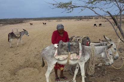 Una mujer wayuu pastoreando con sus cabras. Tras el regreso, los pobladores retornados de Portete pudieron volver a pastorear sus cabras. Para los wayuu, sus animales lo son todo, la fuente de alimentación y sustento económico.