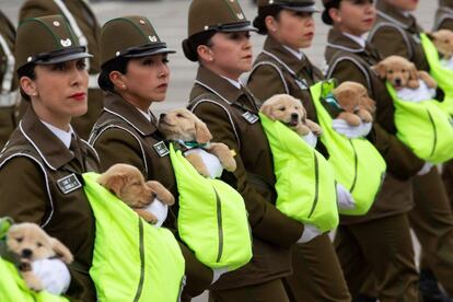 Oficiales de la policía chilena marchan con cachorros, futuros perros policía, durante el desfile de celebración del 208 aniversario de la Independencia de Chile, en Santiago.