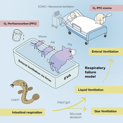 Ig Nobel