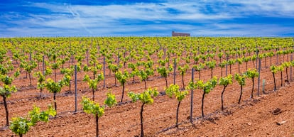 Imagen de un viñedo en Valdepeñas (Ciudad Real).