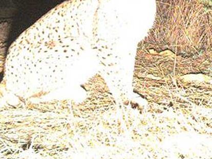 El lince que no huyó del flas.