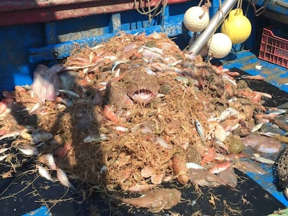 Productes marins per a farmàcia. 