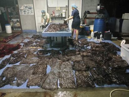 Algunas de las 80 bolsas de plástico que causaron el pasado viernes la muerte de una ballena en Tailandia por tragárselas.