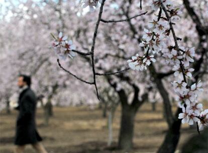 Los almendros florecen en el parque de la Quinta de los Molinos.