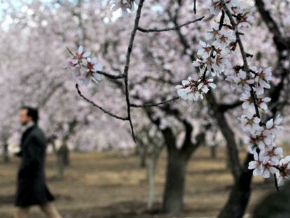 Los almendros florecen en el parque de la Quinta de los Molinos.