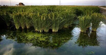 Zona de arrozales en Villafranco del Guadalquivir (Sevilla).