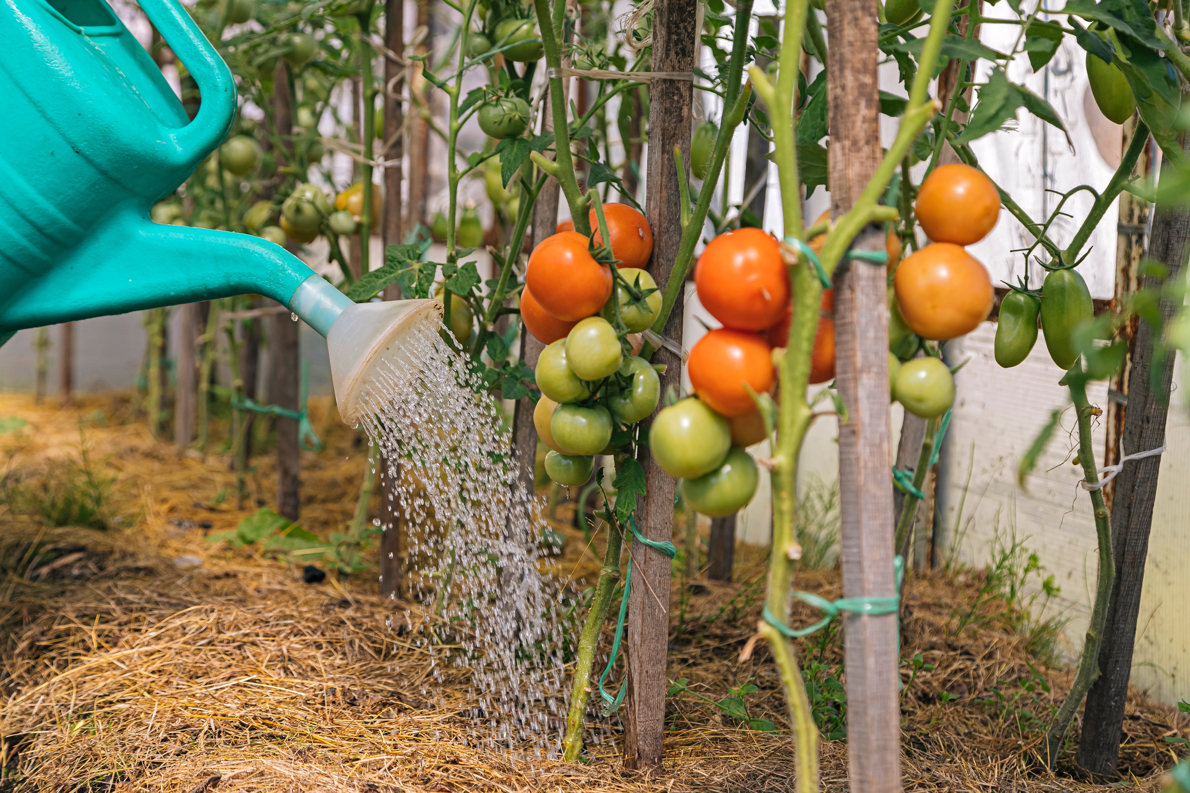 Una persona regando sus tomateras sin mojar la planta, como aconsejan los expertos.
