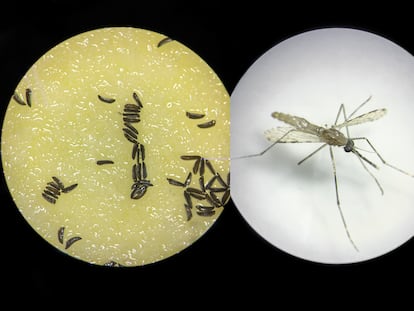 Un ejemplar de mosquito modificado genéticamente y huevos de este insecto, observados al microscopio.