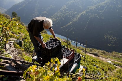 Antonio Perez acumula las cajas con las uvas esperando al tractor para transportarlas. Durante los primeros días de noviembre, 88 bodegas iniciaron la vendimia, veintidós la dieron ya por finalizada y durante todo el mes 66 siguieron trabajando.