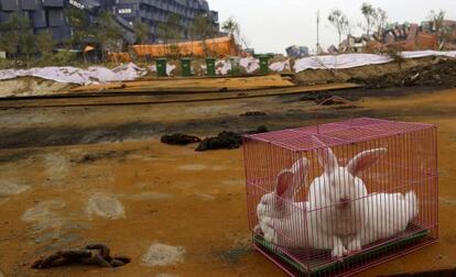 Conejos en una jaula, el mi&eacute;rcoles en la zona cero del desastre de Tianjin.