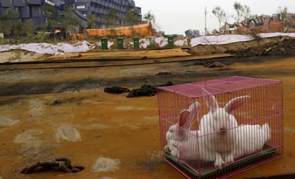 Conejos en una jaula, el miércoles en la zona cero del desastre de Tianjin.