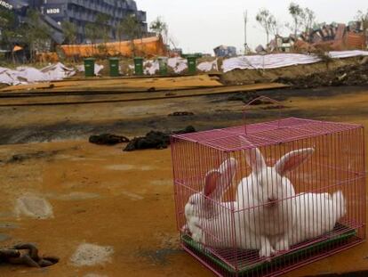 Conejos en una jaula, el mi&eacute;rcoles en la zona cero del desastre de Tianjin.