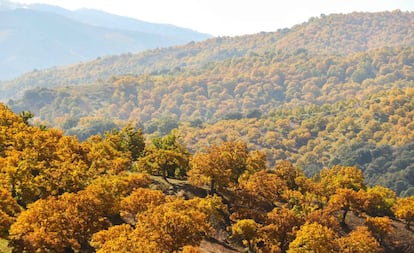 Vista del castañar de Igualeja, en el Valle del Genal (Málaga).