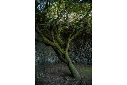 Garoé, conocido en el territorio insular como Árbol Sagrado. Numerosas albercas labradas en la roca a sus pies recogen el agua que gota a gota va destilando de las nubes.