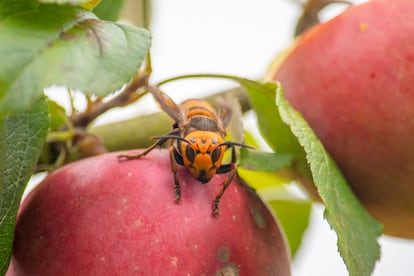 Una avispa asiática (vespa velutina) posa sobre una manzana en el Estado de Washington, Estados Unidos, en una imagen tomada en 2020.