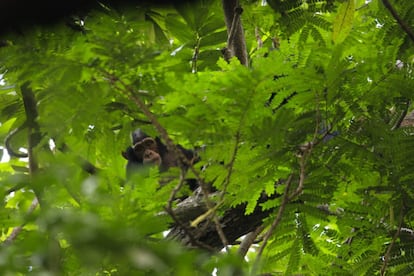Un chimpancé joven observa al fotógrafo entre las hojas. “En general se dejan ver, son bastante exhibicionistas. Ellos saben que estamos ahí”, asegura la primatóloga Liliana Pacheco, directora del programa del IJG en Senegal.