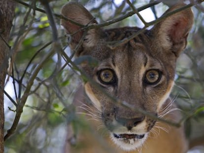 O puma é um dos tesouros da América Central.