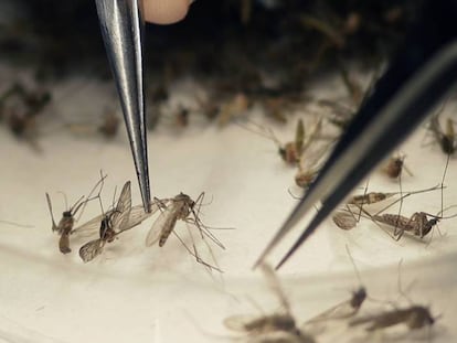 Las investigaciones se volcaron en el zika ante el aumento de enfermedades neurológicas en bebés nacidos de madres infectadas por el virus. 