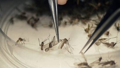 Las investigaciones se volcaron en el zika ante el aumento de enfermedades neurológicas en bebés nacidos de madres infectadas por el virus. 