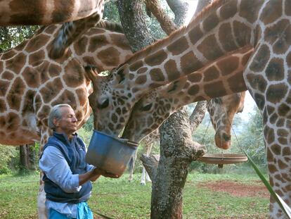 El fotógrafo Peter Beard, alimentando jirafas en Kenia en 2014.