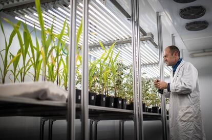 Un científico revisa plantas de tomate y maíz estresadas con calor y sequía.