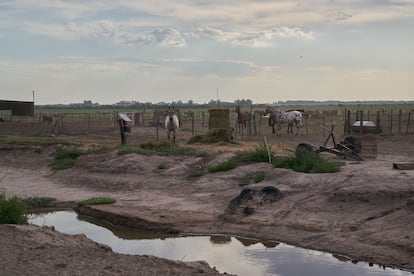 La ganadería es una de las industrias más afectadas por estos periodos de sequía. 