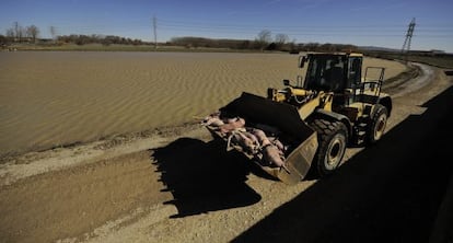 Un tractor recoge decenas de cerdos muertos por la riada del Ebro.