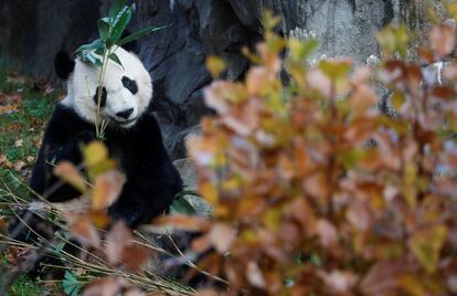 Bei Bei, el panda gigante, en el Zoológico Nacional Smithsonian en Washington (EE.UU.)
