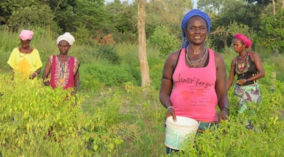 una campesina de la aldea de Kolindinto Futa (Senegal), recogiendo pimientos en una puerta de su propiedad. 