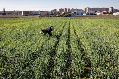 La huerta del municipio valenciano de Alboraya.