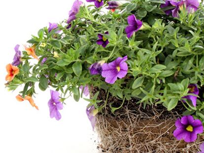 Aqualok, sistema de hidratación para plantas.