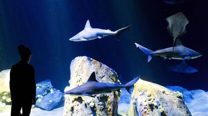 Una mujer observa a un grupo de tiburones durante la nueva exhibición 'Ocean Wonders: Sharks!' en el Acuario de Nueva York.