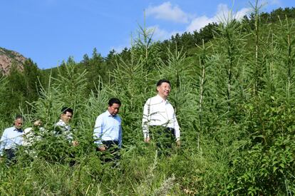 El presidente chino, Xi Jinping, visita un bosque en Mongolia en julio de 2019.