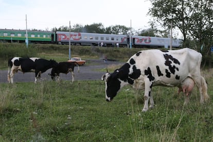 Vacas en las calles de Vysokogorni.