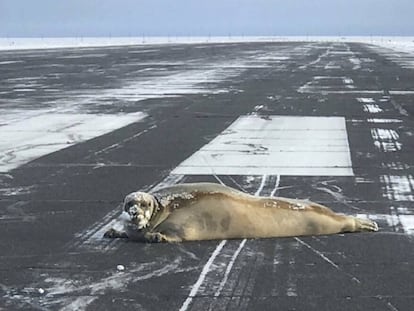 Una foca en el aeropuerto de Utiqiagvik, en Alaska, el lunes.