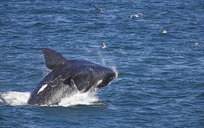 Una ballena franca saltando cerca de la costa en Hermanus (Sudáfrica).