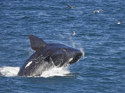 Una ballena franca saltando cerca de la costa en Hermanus (Sud&aacute;frica). 