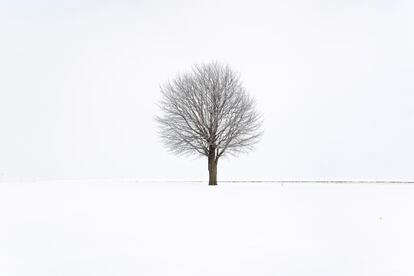 Un árbol en medio de la nieve a las afueras de Newton, Iowa (EE UU).