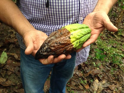 La moniliasis del cacao es una enfermedad causada por una plaga. Se hace explícita con manchas largas y deformaciones en las mazorcas.