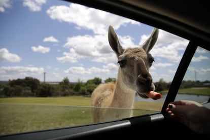 Una visitante alimenta con zanahorias a un ejemplar de guanaco desde el coche en el recorrido