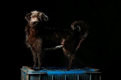 Brisa recibió su nombre porque fue encontrada en un lugar llamado Brisa de Oriente. "Ella fue una de las más mimadas del refugio, pero ladra todo el tiempo." Dos días después de ser fotografiada en el refugio de Los Teques fue adoptada por una familia.