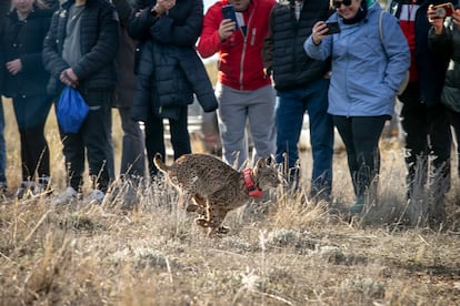 Suelta de linces ibéricos en la provincia de Cuenca, cedida por la Junta de Comunidades de Castilla-La Mancha.