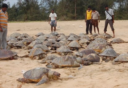 Miembros de la ONG Tree Foundation junto a algunas de las 800 tortugas encontradas muertas en India.