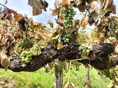 Parra cortada en la finca saboteada de la cooperativa Moraima (Barro, Pontevedra).